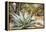 Cactus and Succulent Garden, Mountain Aloe, Tucson, Arizona, USA-Jamie & Judy Wild-Framed Premier Image Canvas
