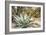 Cactus and Succulent Garden, Mountain Aloe, Tucson, Arizona, USA-Jamie & Judy Wild-Framed Photographic Print