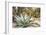 Cactus and Succulent Garden, Mountain Aloe, Tucson, Arizona, USA-Jamie & Judy Wild-Framed Photographic Print