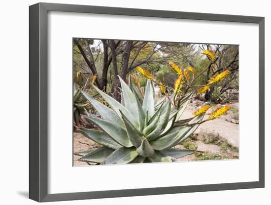 Cactus and Succulent Garden, Mountain Aloe, Tucson, Arizona, USA-Jamie & Judy Wild-Framed Photographic Print