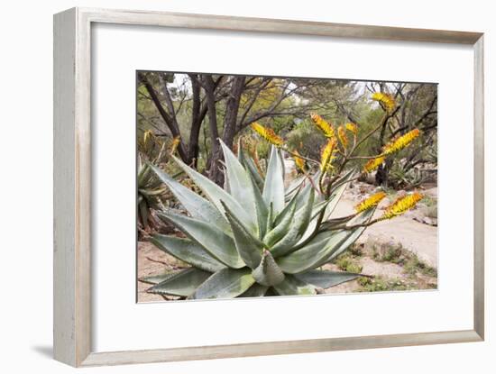 Cactus and Succulent Garden, Mountain Aloe, Tucson, Arizona, USA-Jamie & Judy Wild-Framed Photographic Print