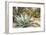 Cactus and Succulent Garden, Mountain Aloe, Tucson, Arizona, USA-Jamie & Judy Wild-Framed Photographic Print