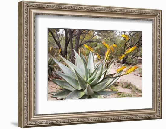 Cactus and Succulent Garden, Mountain Aloe, Tucson, Arizona, USA-Jamie & Judy Wild-Framed Photographic Print