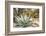 Cactus and Succulent Garden, Mountain Aloe, Tucson, Arizona, USA-Jamie & Judy Wild-Framed Photographic Print