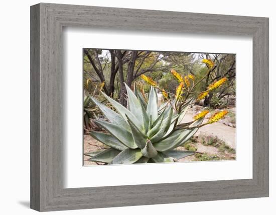 Cactus and Succulent Garden, Mountain Aloe, Tucson, Arizona, USA-Jamie & Judy Wild-Framed Photographic Print