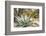 Cactus and Succulent Garden, Mountain Aloe, Tucson, Arizona, USA-Jamie & Judy Wild-Framed Photographic Print