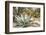 Cactus and Succulent Garden, Mountain Aloe, Tucson, Arizona, USA-Jamie & Judy Wild-Framed Photographic Print