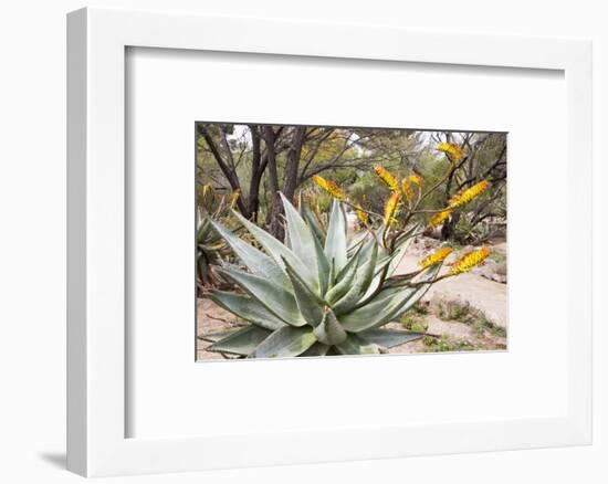 Cactus and Succulent Garden, Mountain Aloe, Tucson, Arizona, USA-Jamie & Judy Wild-Framed Photographic Print