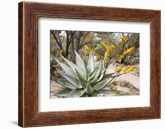 Cactus and Succulent Garden, Mountain Aloe, Tucson, Arizona, USA-Jamie & Judy Wild-Framed Photographic Print