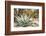 Cactus and Succulent Garden, Mountain Aloe, Tucson, Arizona, USA-Jamie & Judy Wild-Framed Photographic Print