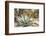 Cactus and Succulent Garden, Mountain Aloe, Tucson, Arizona, USA-Jamie & Judy Wild-Framed Photographic Print