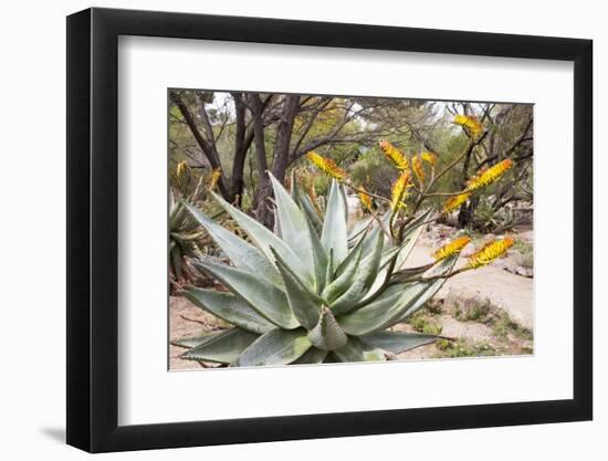 Cactus and Succulent Garden, Mountain Aloe, Tucson, Arizona, USA-Jamie & Judy Wild-Framed Photographic Print