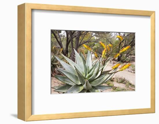 Cactus and Succulent Garden, Mountain Aloe, Tucson, Arizona, USA-Jamie & Judy Wild-Framed Photographic Print