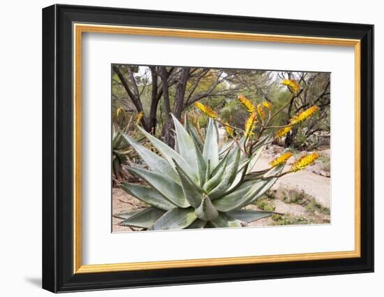 Cactus and Succulent Garden, Mountain Aloe, Tucson, Arizona, USA-Jamie & Judy Wild-Framed Photographic Print