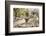 Cactus and Succulent Garden with Water Fountain, Tucson, Arizona, USA-Jamie & Judy Wild-Framed Photographic Print