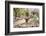 Cactus and Succulent Garden with Water Fountain, Tucson, Arizona, USA-Jamie & Judy Wild-Framed Photographic Print