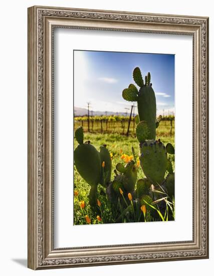 Cactus And Yellow Poppies-George Oze-Framed Photographic Print