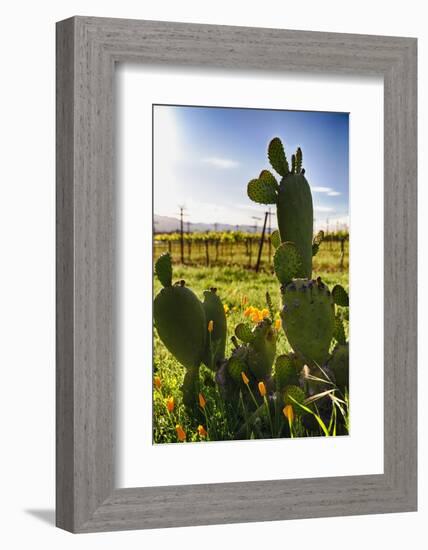 Cactus And Yellow Poppies-George Oze-Framed Photographic Print