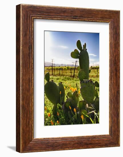 Cactus And Yellow Poppies-George Oze-Framed Photographic Print