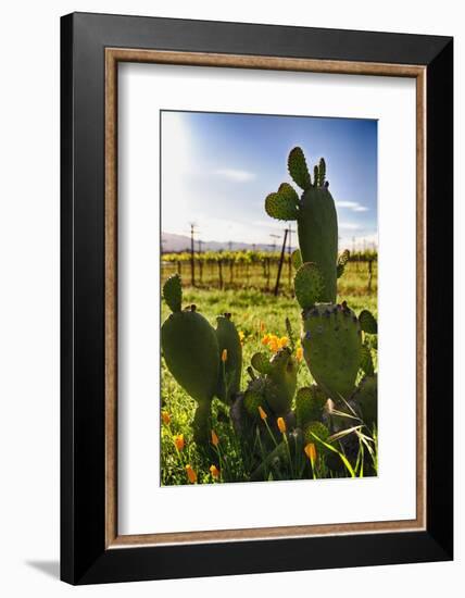 Cactus And Yellow Poppies-George Oze-Framed Photographic Print