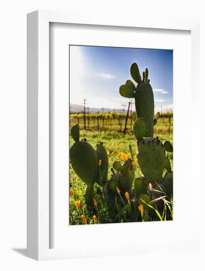 Cactus And Yellow Poppies-George Oze-Framed Photographic Print