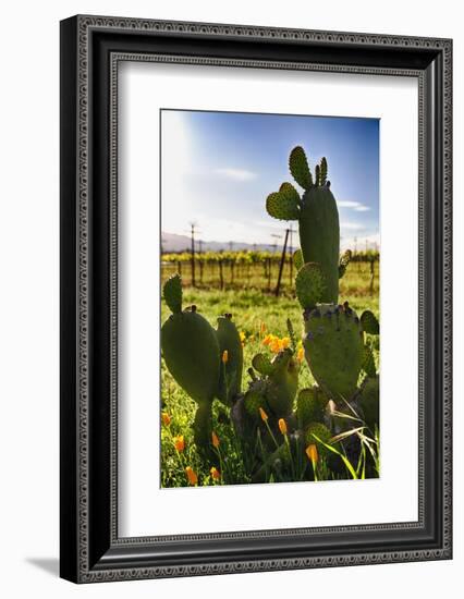 Cactus And Yellow Poppies-George Oze-Framed Photographic Print