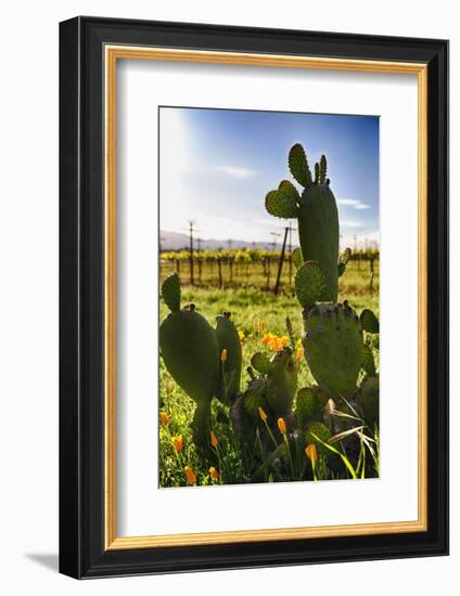 Cactus And Yellow Poppies-George Oze-Framed Photographic Print