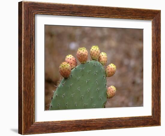 Cactus Apples, Santa Maria Navarrese, Sardinia, Italy-Connie Bransilver-Framed Photographic Print