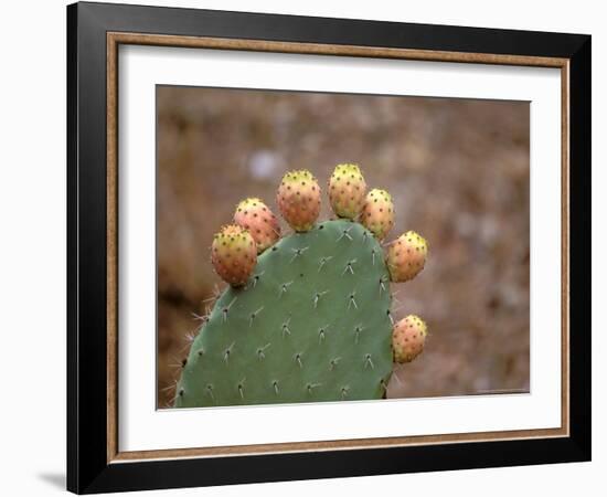 Cactus Apples, Santa Maria Navarrese, Sardinia, Italy-Connie Bransilver-Framed Photographic Print