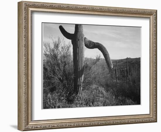 Cactus At Left And Surroundings "Saguaro National Monument" Arizona. 1933-1942-Ansel Adams-Framed Art Print