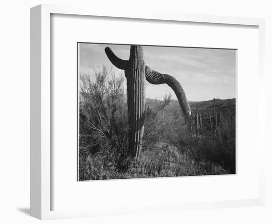 Cactus At Left And Surroundings "Saguaro National Monument" Arizona. 1933-1942-Ansel Adams-Framed Art Print