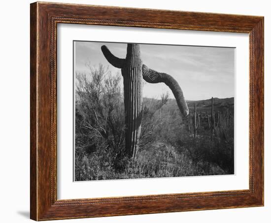 Cactus At Left And Surroundings "Saguaro National Monument" Arizona. 1933-1942-Ansel Adams-Framed Art Print