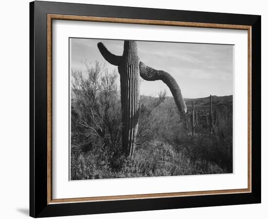 Cactus At Left And Surroundings "Saguaro National Monument" Arizona. 1933-1942-Ansel Adams-Framed Art Print