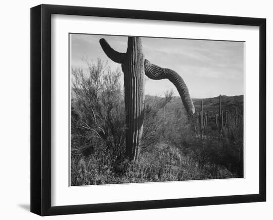 Cactus At Left And Surroundings "Saguaro National Monument" Arizona. 1933-1942-Ansel Adams-Framed Art Print