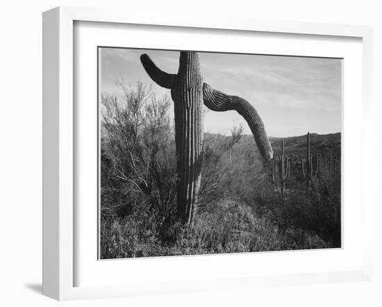 Cactus At Left And Surroundings "Saguaro National Monument" Arizona. 1933-1942-Ansel Adams-Framed Art Print