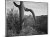 Cactus At Left And Surroundings "Saguaro National Monument" Arizona. 1933-1942-Ansel Adams-Mounted Art Print