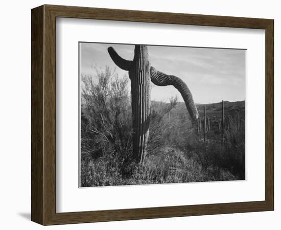 Cactus At Left And Surroundings "Saguaro National Monument" Arizona. 1933-1942-Ansel Adams-Framed Art Print