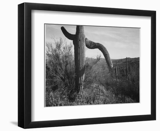 Cactus At Left And Surroundings "Saguaro National Monument" Arizona. 1933-1942-Ansel Adams-Framed Art Print