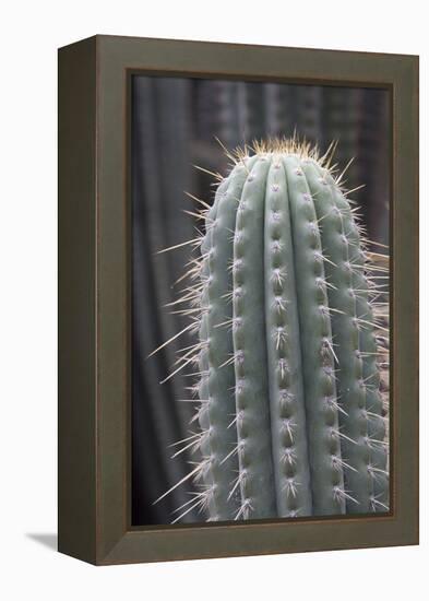 Cactus, Azureocereus Hertlingianus Backeb, Jardin Botanico (Botanical Gardens)-Martin Child-Framed Premier Image Canvas