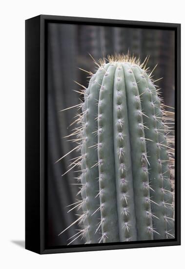 Cactus, Azureocereus Hertlingianus Backeb, Jardin Botanico (Botanical Gardens)-Martin Child-Framed Premier Image Canvas