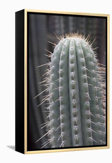 Cactus, Azureocereus Hertlingianus Backeb, Jardin Botanico (Botanical Gardens)-Martin Child-Framed Premier Image Canvas