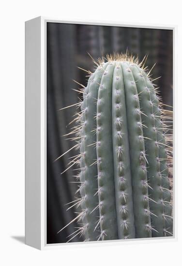 Cactus, Azureocereus Hertlingianus Backeb, Jardin Botanico (Botanical Gardens)-Martin Child-Framed Premier Image Canvas