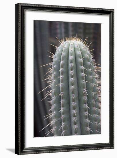 Cactus, Azureocereus Hertlingianus Backeb, Jardin Botanico (Botanical Gardens)-Martin Child-Framed Photographic Print