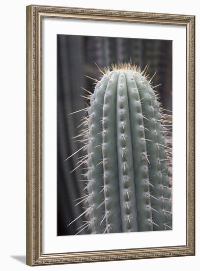 Cactus, Azureocereus Hertlingianus Backeb, Jardin Botanico (Botanical Gardens)-Martin Child-Framed Photographic Print