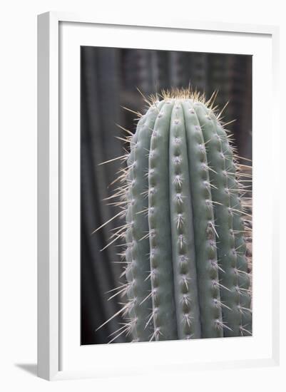 Cactus, Azureocereus Hertlingianus Backeb, Jardin Botanico (Botanical Gardens)-Martin Child-Framed Photographic Print