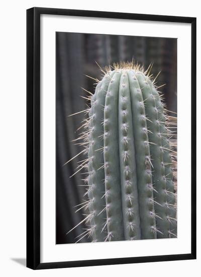 Cactus, Azureocereus Hertlingianus Backeb, Jardin Botanico (Botanical Gardens)-Martin Child-Framed Photographic Print