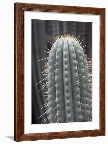 Cactus, Azureocereus Hertlingianus Backeb, Jardin Botanico (Botanical Gardens)-Martin Child-Framed Photographic Print