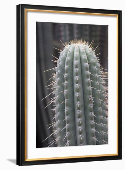 Cactus, Azureocereus Hertlingianus Backeb, Jardin Botanico (Botanical Gardens)-Martin Child-Framed Photographic Print