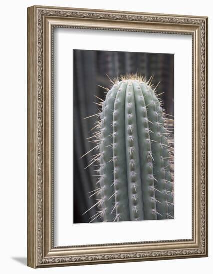 Cactus, Azureocereus Hertlingianus Backeb, Jardin Botanico (Botanical Gardens)-Martin Child-Framed Photographic Print