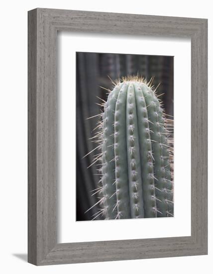 Cactus, Azureocereus Hertlingianus Backeb, Jardin Botanico (Botanical Gardens)-Martin Child-Framed Photographic Print